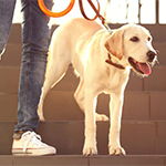 ganar dinero paseando perros